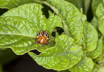 Colorado beetle on potato leaf