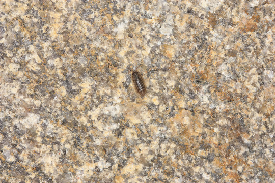 Wood Louse On A Stone