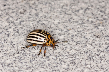 Colorado potato beetle on a stone