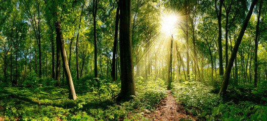 Fototapeta premium Weg im Wald beleuchtet von goldenen Sonnenstrahlen