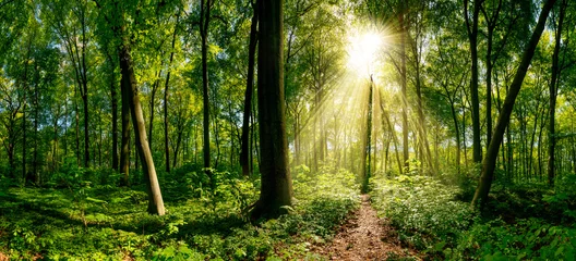 Selbstklebende Fototapeten Weg im Wald beleuchtet von goldenen Sonnenstrahlen © Günter Albers