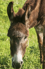 Head of grazing donkey on green grass meadow