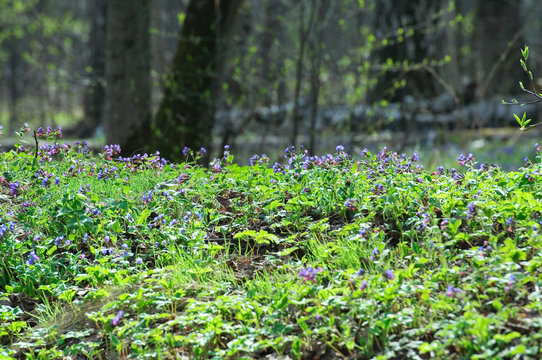 Obscure lungwort (Pulmonaria obskura) in the woods
