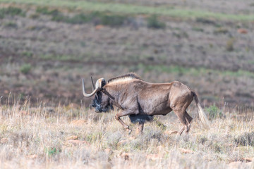 Black wildebeest, also called a white-tailed gnu