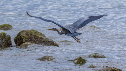 Heron flies along the rocky shore of the sea with spread wings