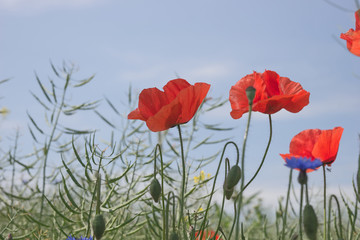 Rote Mohnblumen vor blauem Himmel mit Wolken