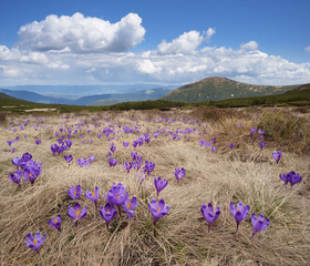 Spring flowers in the mountains