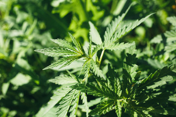 young leaves of cannabis under the scorching sun. Close-up