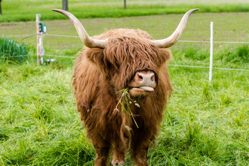 Scottish Highland Cow