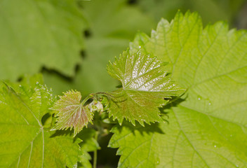 Young vine leaves on the vine fresh summer background