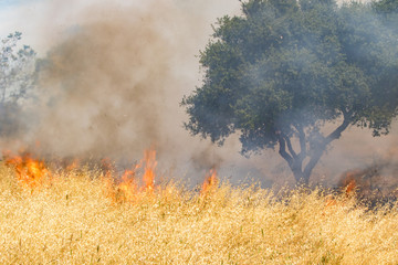 Wildland Grass Fire Tree on Fire
