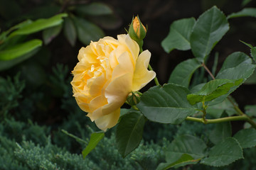 Yellow rose