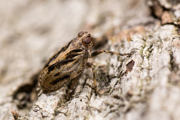 Issus coleoptratus (Homoptera). Bug in the order Hemiptera, in the family Issidae, with large number of cross-veins in wings
