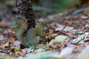 Red Squirrel in a Boreal forest in northern Quebec. The red squirrel or Eurasian red squirrel is a species of tree squirrel. The red squirrel is an arboreal, omnivorous rodent. 