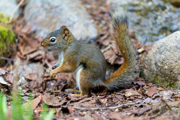 Naklejka na ściany i meble Red Squirrel in a Boreal forest in northern Quebec. The red squirrel or Eurasian red squirrel is a species of tree squirrel. The red squirrel is an arboreal, omnivorous rodent. 