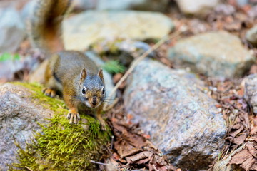 Red Squirrel in a Boreal forest in northern Quebec. The red squirrel or Eurasian red squirrel is a species of tree squirrel. The red squirrel is an arboreal, omnivorous rodent. 