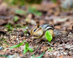 Chipmunks are small, striped rodents of the family squirrel. Chipmunks are found in North America, with the exception of the Siberian chipmunk which is found primarily in Asia.