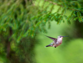 Ruby Throated Humming bird in a boreal forest in Northern Quebec after its long migration north. Very small hummingbirds with a lot of fight to do the long trip from the south.