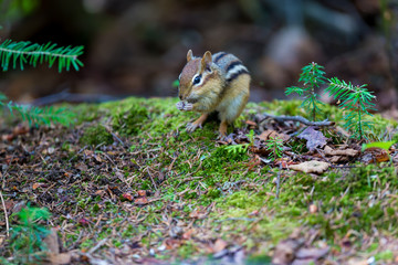 Chipmunks are small, striped rodents of the family squirrel. Chipmunks are found in North America, with the exception of the Siberian chipmunk which is found primarily in Asia.