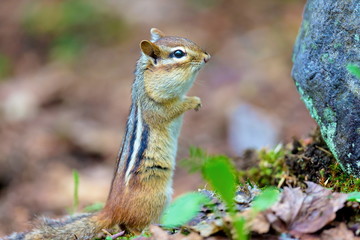 Chipmunks are small, striped rodents of the family squirrel. Chipmunks are found in North America, with the exception of the Siberian chipmunk which is found primarily in Asia.