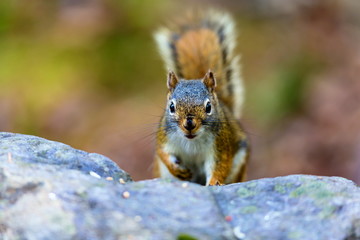 Red Squirrel in a Boreal forest in northern Quebec. The red squirrel or Eurasian red squirrel is a species of tree squirrel. The red squirrel is an arboreal, omnivorous rodent. 