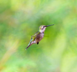 Ruby Throated Humming bird in a boreal forest in Northern Quebec after its long migration north. Very small hummingbirds with a lot of fight to do the long trip from the south.