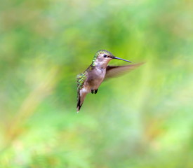 Ruby Throated Humming bird in a boreal forest in Northern Quebec after its long migration north. Very small hummingbirds with a lot of fight to do the long trip from the south.