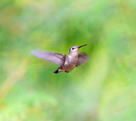 Ruby Throated Humming bird in a boreal forest in Northern Quebec after its long migration north. Very small hummingbirds with a lot of fight to do the long trip from the south.