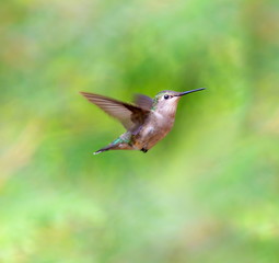 Fototapeta na wymiar Ruby Throated Humming bird in a boreal forest in Northern Quebec after its long migration north. Very small hummingbirds with a lot of fight to do the long trip from the south.