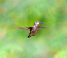 Obraz premium Ruby Throated Humming bird in a boreal forest in Northern Quebec after its long migration north. Very small hummingbirds with a lot of fight to do the long trip from the south.