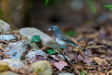 Dark-eyed Juncos are neat, even flashy little sparrows that flit about forest floors of the western mountains and Canada, then flood the rest of North America for winter.