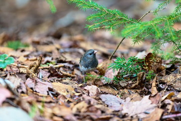 Dark-eyed Juncos are neat, even flashy little sparrows that flit about forest floors of the western mountains and Canada, then flood the rest of North America for winter.