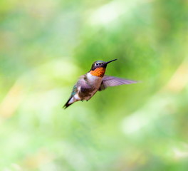 Ruby Throated Humming bird in a boreal forest in Northern Quebec after its long migration north. Very small hummingbirds with a lot of fight to do the long trip from the south.