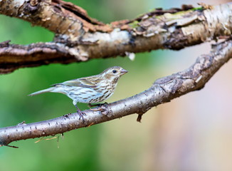 Female purple finch in a Boreal forest in northern Quebec.