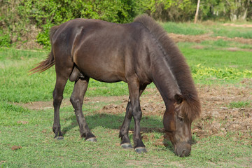 Horse