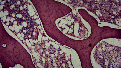 menschliche Zellen unter dem Mikroskop - Anatomie / Histologie / Pathologie
