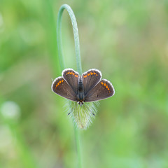 Hauhechel-Bläuling (Polyommatus icarus) braunes Weibchen in der Natur auf einer Knospe des Mohn