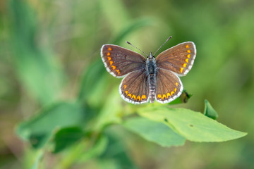 Hauhechel-Bläuling (Polyommatus icarus) braunes Weibchen in der Natur auf einer Pflanze