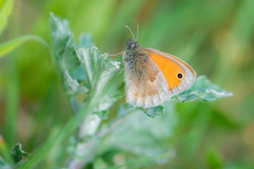 Kleines Wiesenvögelchen (Coenonympha pamphilus) an Gras auf der Wiese