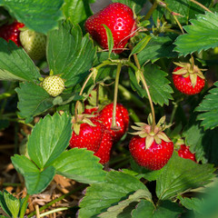 Reife rote Erdbeeren und nachwachsende grüne Erdbeeren am Erdbeerstrauch auf der Erdbeerplantage © mirkograul