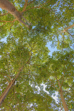 rubber plantation tree background.