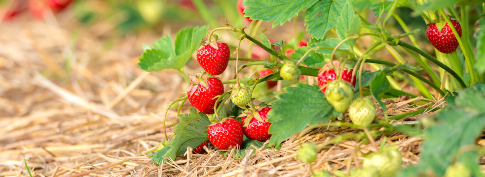 Reife rote Erdbeeren und nachwachsende grüne Erdbeeren am Erdbeerstrauch auf der Erdbeerplantage