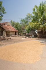 Fototapeta na wymiar Chettinad, India - October 16, 2013: Near Namunasamudran, rice kernels are spread on the road to dry in the sun near a small farm and rice shed.