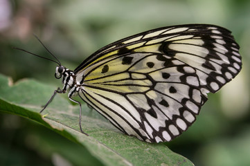 Schmetterling - Weisse Baumnymphe
