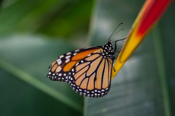 Monarchfalter
