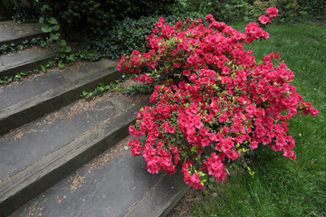 Red Azalea Bush & Steps