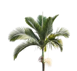 Crédence de cuisine en verre imprimé Palmier palm tree isolated on white background