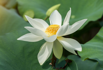 lotus sur fond blanc isolé.