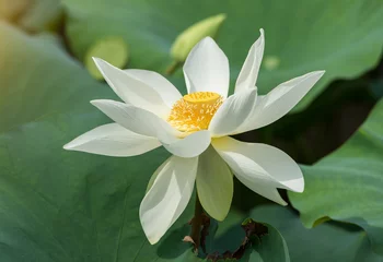 Cercles muraux fleur de lotus lotus sur fond blanc isolé.