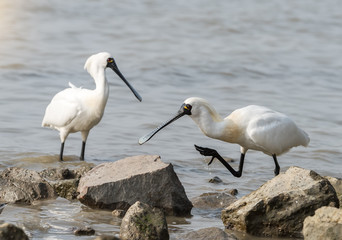 Black-faced Spoonbill